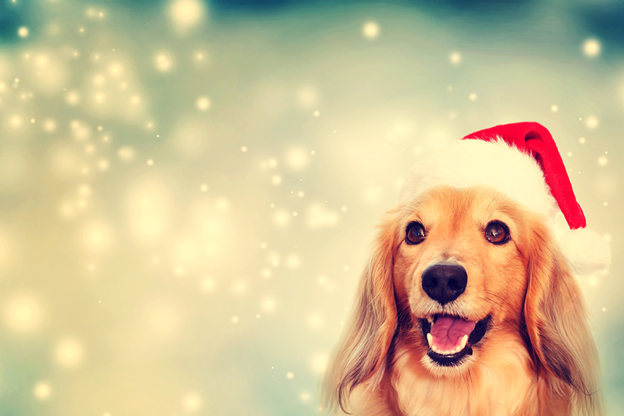 Santa Paws Pet Photos Every Thursday