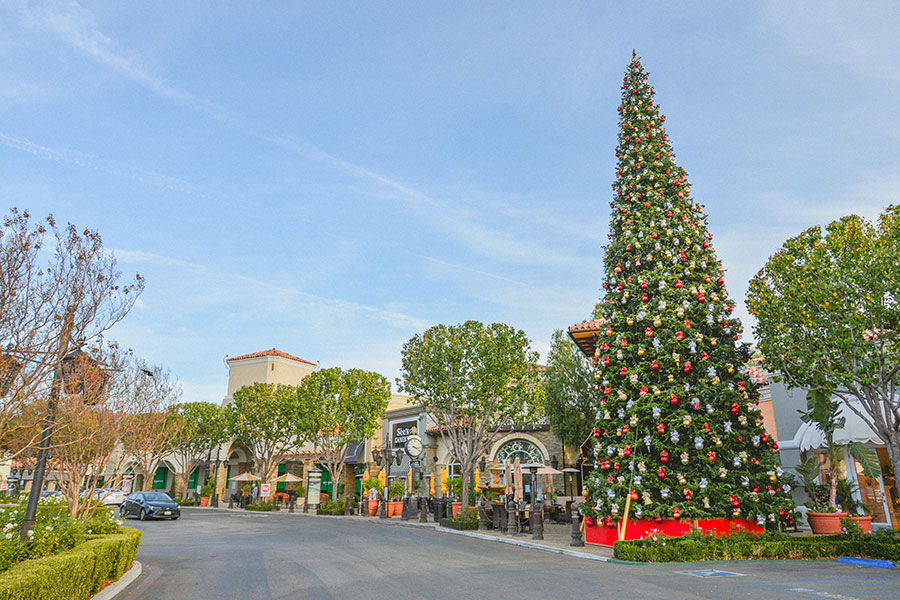 Get to Know Our Christmas Tree